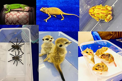 Chameleon, meerkats, sphynx rat, fat-tailed gerbils, tarantulas and albino pacman frog seized by the Customs
