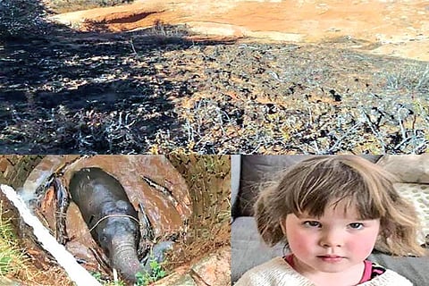 Trending in TN: Camouflaged lizard in picture, Archimedes principle used in elephant calf rescue and much more..