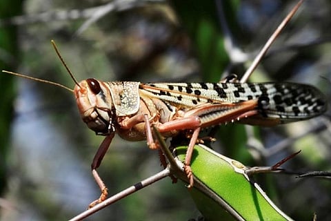 Pak declares national emergency over locusts
