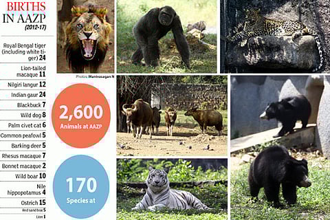 Sensible approach needed for Vandalur zoo‘mates’ to breed