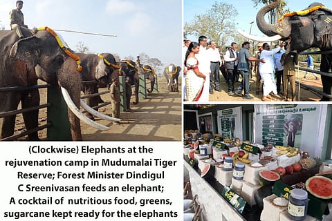 Rejuvenation camp for captive elephants begins in Theppakadu