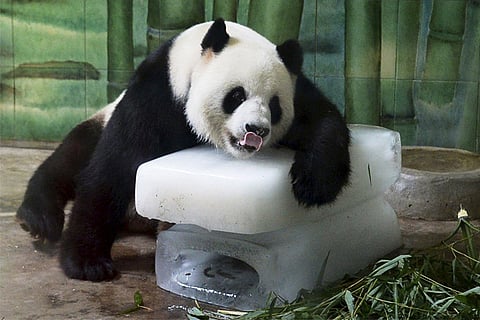 Photo Courtesy: Twitter