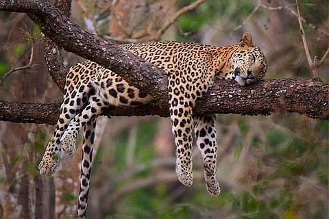 Scientists find 75-90 pc decline in Leopard population in India