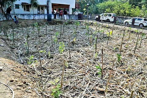 Saplings planted at Valasaravakkam site