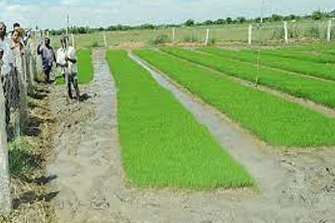 Kuruvai being raised for transplantation on a farm in the Delta region. (File photo)