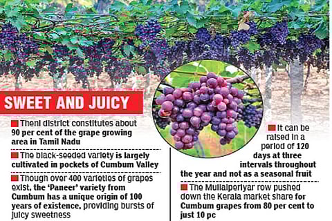 With market down, Cumbum ‘Paneer’ grape growers eye GI tag