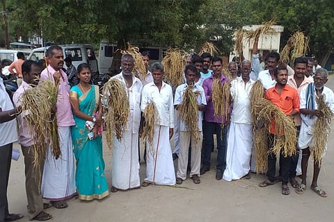Farmers with withered crops in Tiruchy on Monday