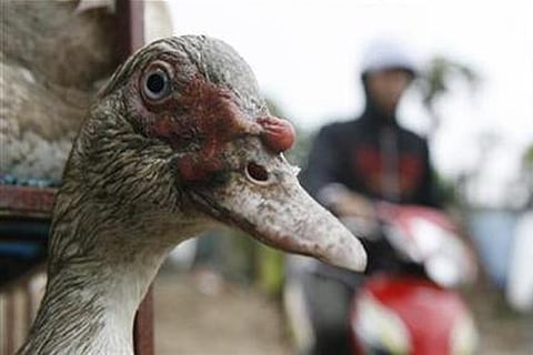Bird flu outbreak reported in central Vietnam