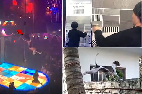 Trending in TN: Woman lauded for continuing her dance despite falling from 15-foot pole, Japanese musician playing music on barcodes, Nosy dog watching over neighbour’s house