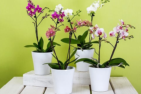 Pictures for representative purpose only