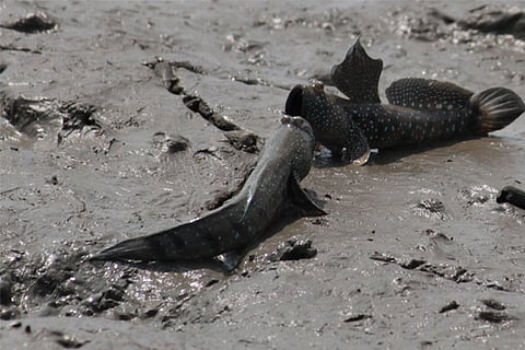 Blue-spotted mudskippers