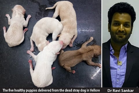 Vet delivers 5 pups from dog run over by car