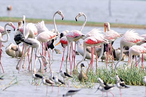 Birds can learn to make food choices by watching videos