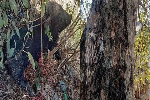The dead wild boar and the leopard?s pug marks recorded on the tree