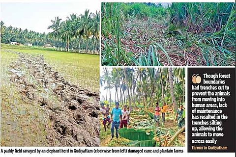 Elephant menace cause Vellore ryots to drop agri activity