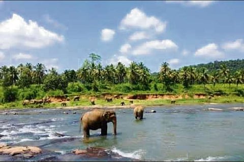 SL to extend free-visa regime till April 30