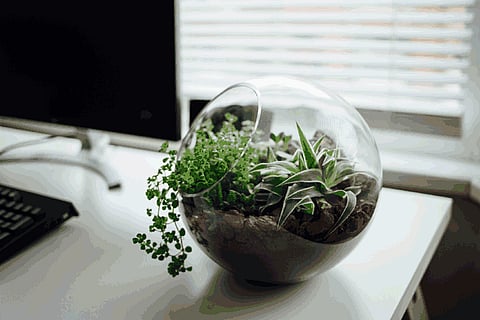 Desk plants can reduce stress at work: Study