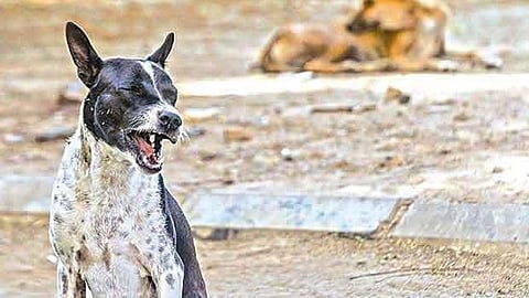 Stray dogs & Rabid dogs - Representative Image