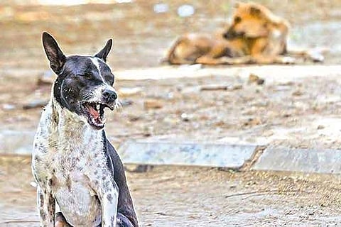 Stray dogs - Representative Image