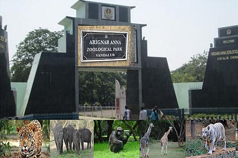 File photo: Vandaloor Zoo