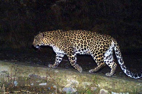 Second leopard killed in UP in 4 days