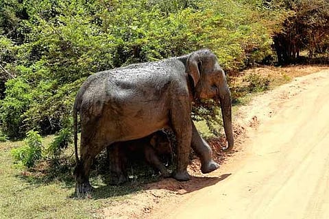 Record number of elephant deaths in SL last year
