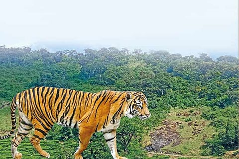 Tiger, tiger burning bright in Tamil Nadu