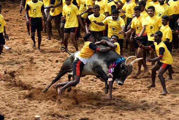 62 injured during Jallikattu in Madurai's Avaniyapuram