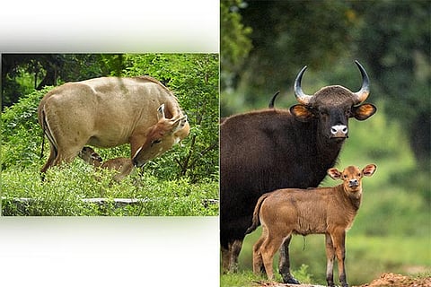 Nilgai (left) Indian Gaur with calfs at Vandalur zoo