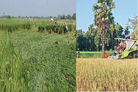 Harvesting of early samba cultivation under way in Thanjavur