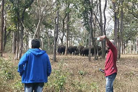 Youth take selfies with an elephant herd in a forest area abutting a ghat road in Mudumalai