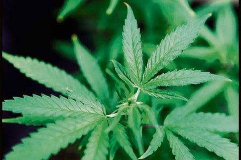 Marijuana linked to increased risk of heart problems