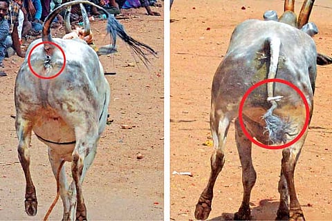Thorny clips found attached to the tail and anus of participating bulls at an event in Vellore