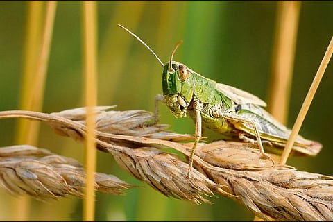 UN releases 10 Million dollars to tackle desert locust outbreak in East Africa: OCHA
