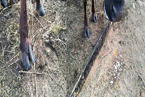 A sick cow discharging spittle (right) and struck by ulcers on its legs (left)
