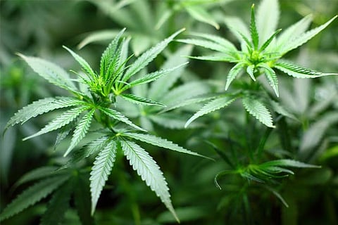 Cannabis use disorder more common in adults with pain