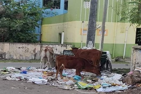 Waste overflows from the bin and strewn all around