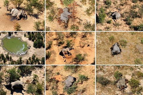 Botswana investigating mystery deaths of 275 elephants