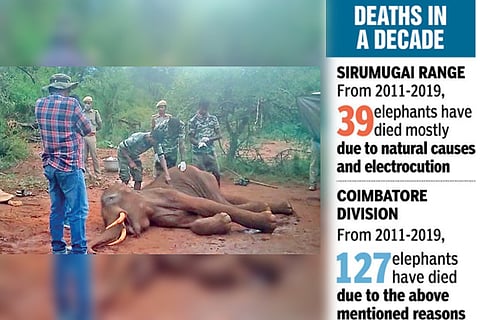 Forest Department staff examine the carcass on Friday