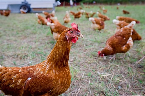 New veterinary centre to make Theni hub for country chicken