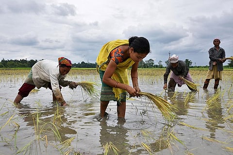 After vigorous monsoon rains, crop planting gathers pace in India