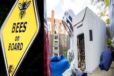 KEEPING TRADES ALIVE: Even during pandemic, beekeeping remains an essential service