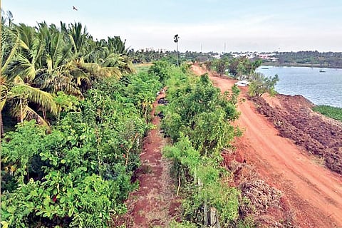 The lake and the Miyawaki forest at Vellalore developed by members of Kovai Kulangal Paathukappu