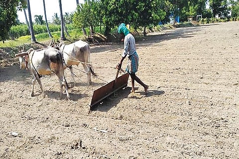 A worker using a board ?saal? used in sugarcane cultivation to condition the land for sowing seeds