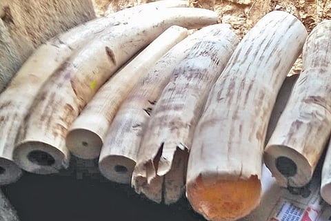 File photo of seized ivories