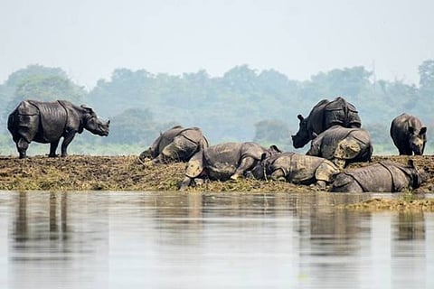 116 animals perished in flooded Kaziranga National Park in Assam