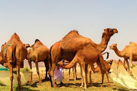 Telangana bans transport, slaughter of camels