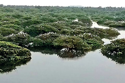 The protected Vedanthangal Bird Sanctuary area in Chengalpattu district