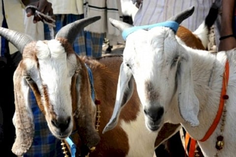 Goat 'arrested' for not wearing mask in UP