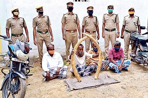 Erode Forest Department officials with the four accused and the seized tusks on Thursday